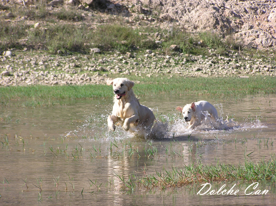 Leia y Koda